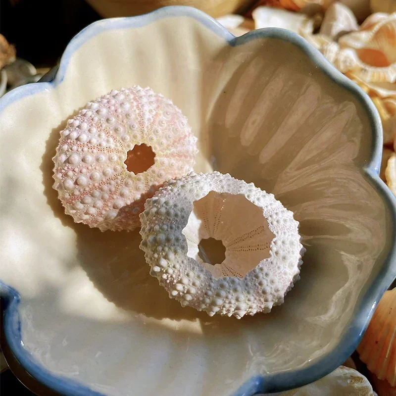 Natural Sea Urchins, Mini Exquisite Sea Urchins, Hand-decorated Shells