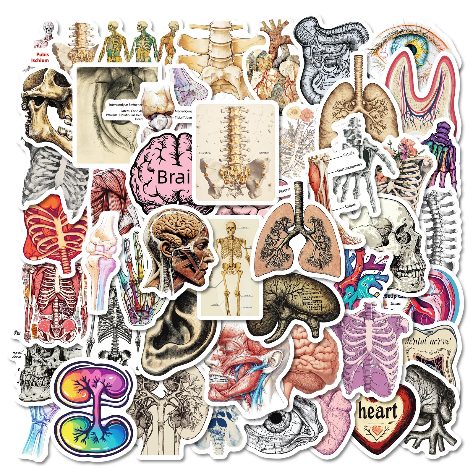 10/50 قطعة الأعضاء البشرية الكتابة على الجدران ملصقات التفكيك الرسم البياني الكرتون الأحياء DIY بها بنفسك الثلاجة الأمتعة المحمول الغيتار الدراجة ملصق لعبة