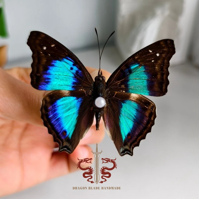 Butterfly ornament Doxocopa laurentia, 1pc wings spread A1/A- high quality, Decorative Display Collection Gifts