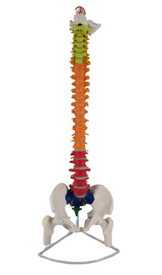 

Spine with Pelvis and Half Leg Bone Model Colorful and Bendable Medical Science Vertebra Skeleton Anatomy Simulator Assistance T