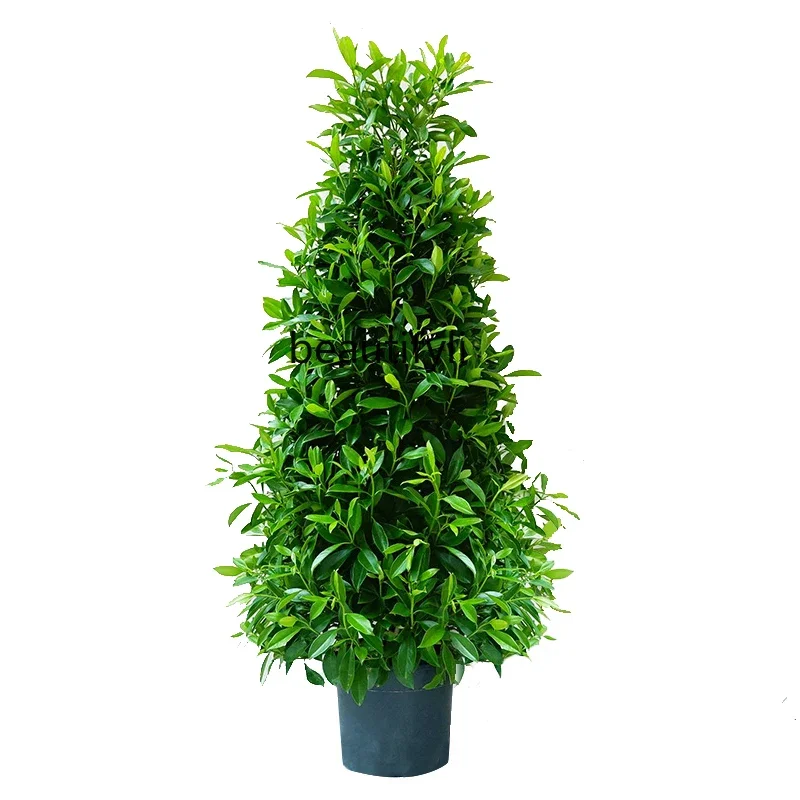 

African Jasmine Large Potted Indoor Living Room Easy to Keep Green Plant Office Balcony Flower Real Plant Bonsai