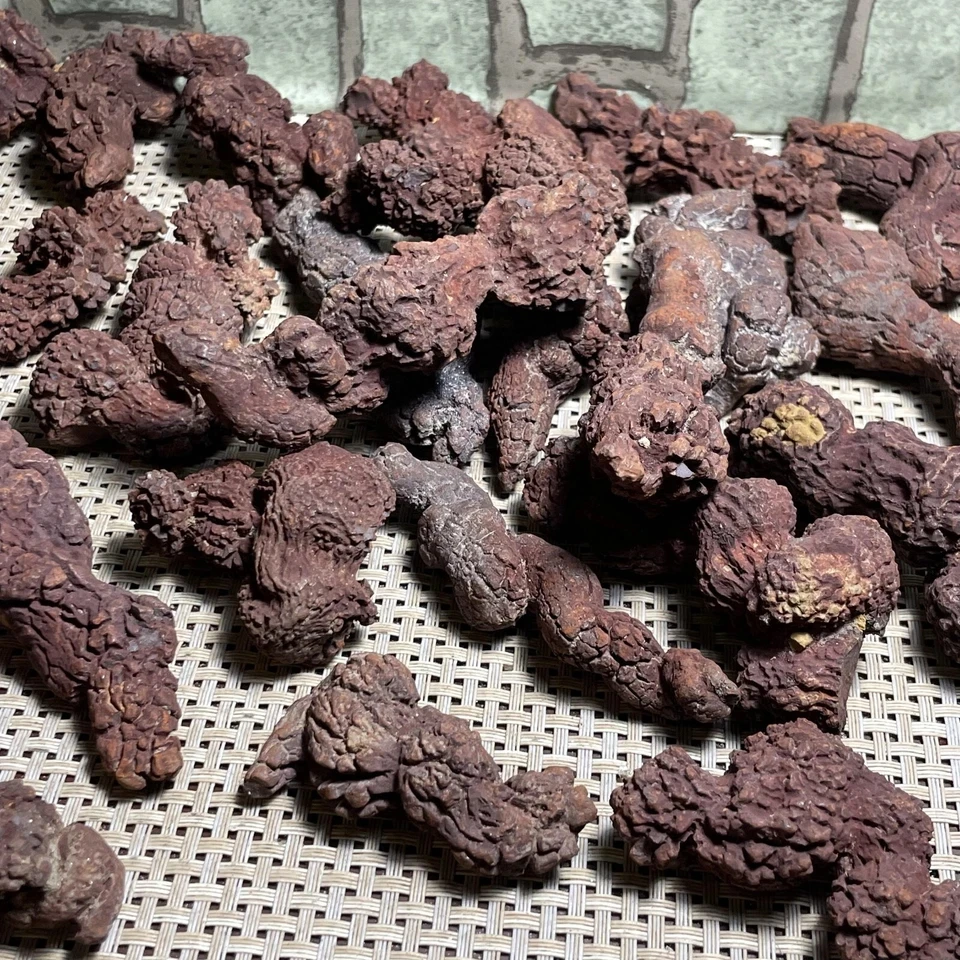 1000g Dinosaur Poop Specimen COPROLITE Authentic  Dino Sample for Educational PurposesMadagascar - Random
