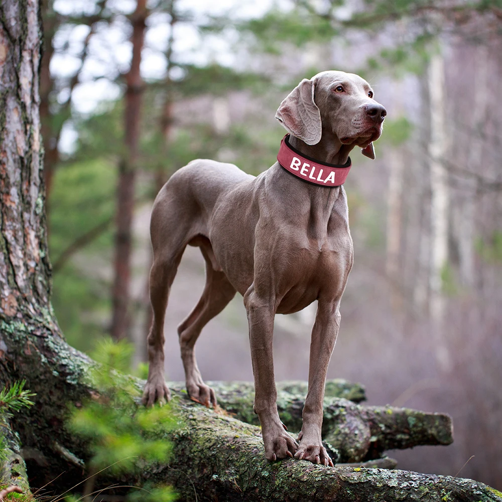 Collar de perro de cuero PU personalizado, collares de identificación de mascotas acolchados anchos, collares con nombre de perros con estampado