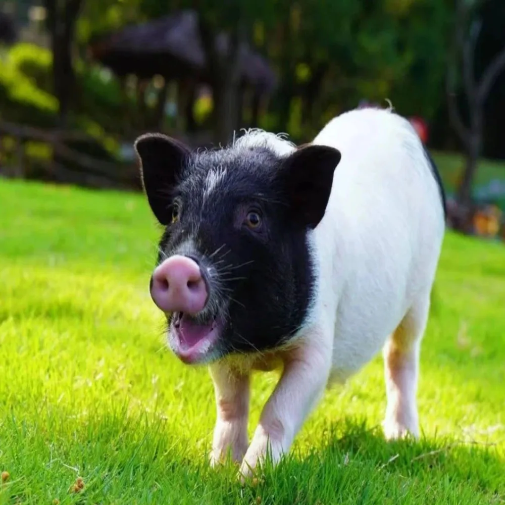 

iFlight Mach R5 Sport Ultra V1.1 Version 190mm Wheelbase for RC FPV Drone