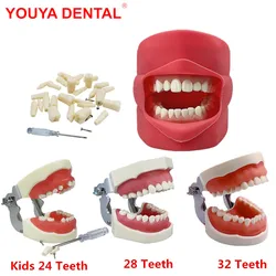 Teeth Model Training Practice Jaw Typodont Dentistry Student Dental Study Teaching Model Standard Model    With Removable Tooth