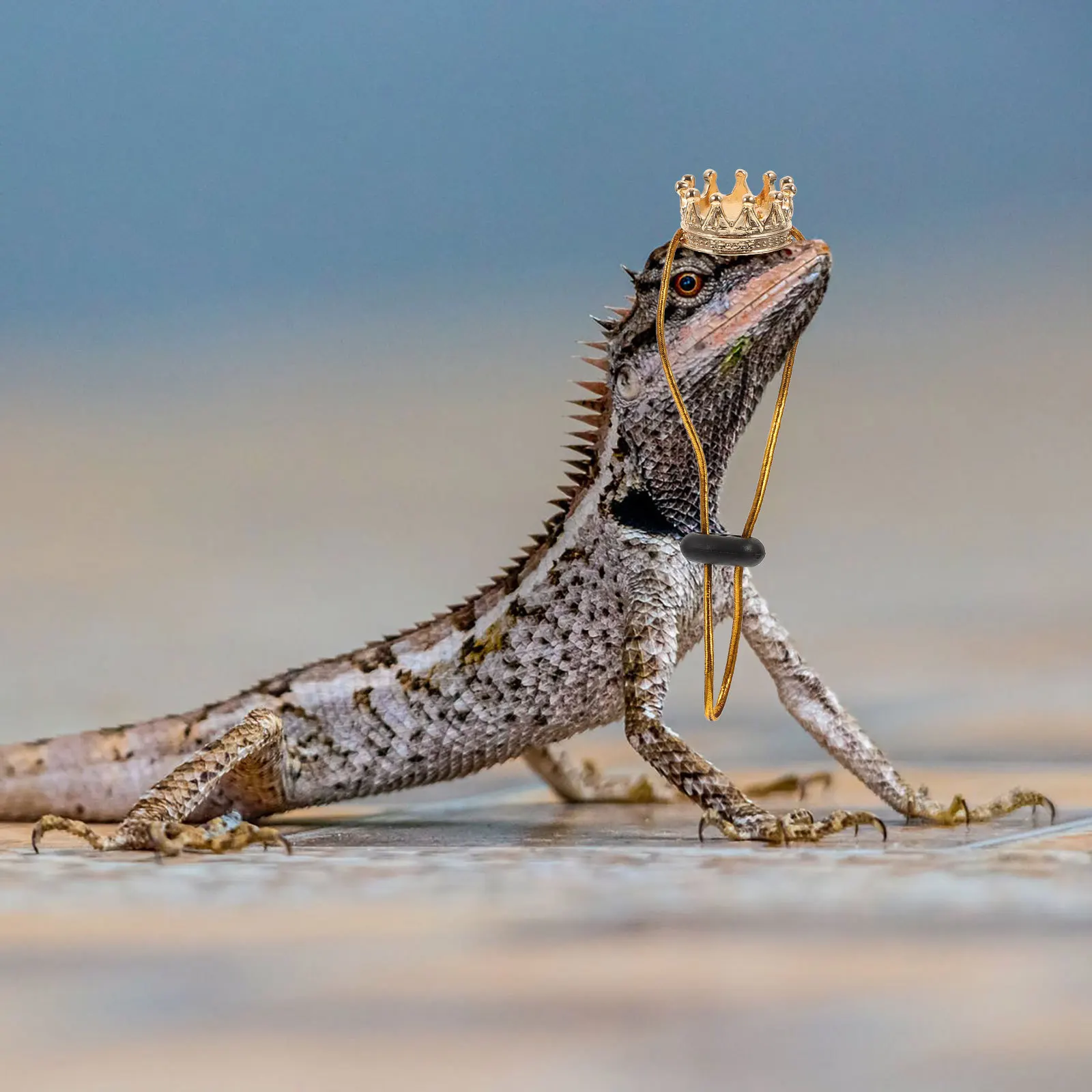 

1 Set Reptile Crowns Hat For Crawl Pets Small Pet Necklace Decoration Lizard Costume Bearded Dragon Accessories Festival Photo