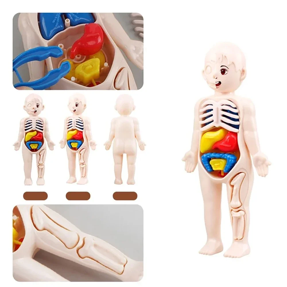 Set di giocattoli Montessori per bambini, educazione scientifica, organo umano, modello di anatomia, strumenti didattici medici assemblati fai da te