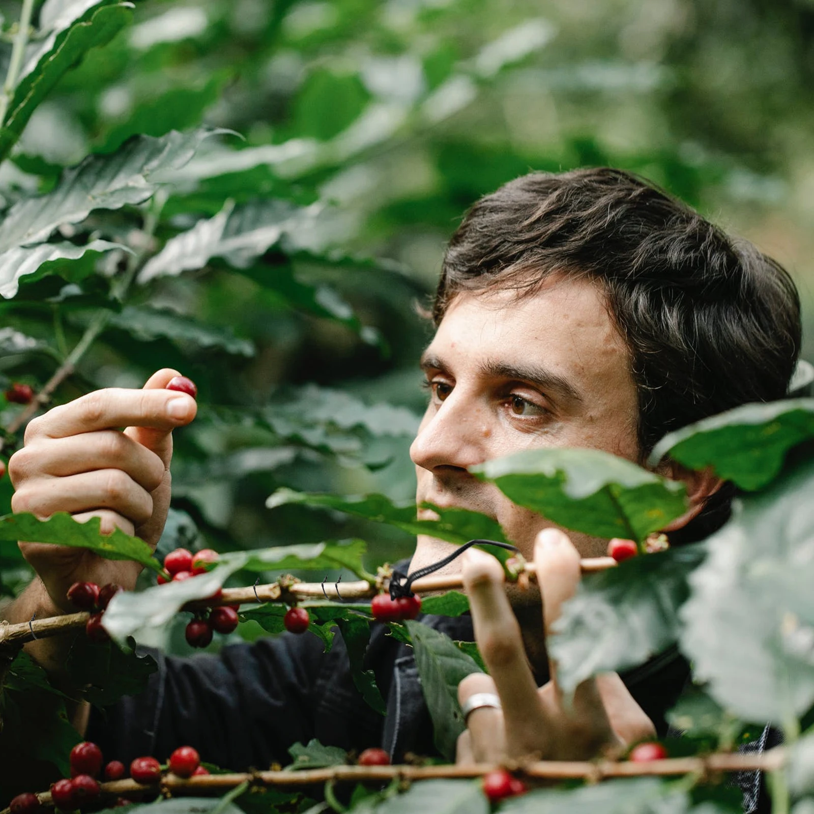 

1000Pcs Gardening Plant Fixing Ties Wires Smooth Surface Easy to Fix Fruit Branches Durable Plant Branch Fixing Tie