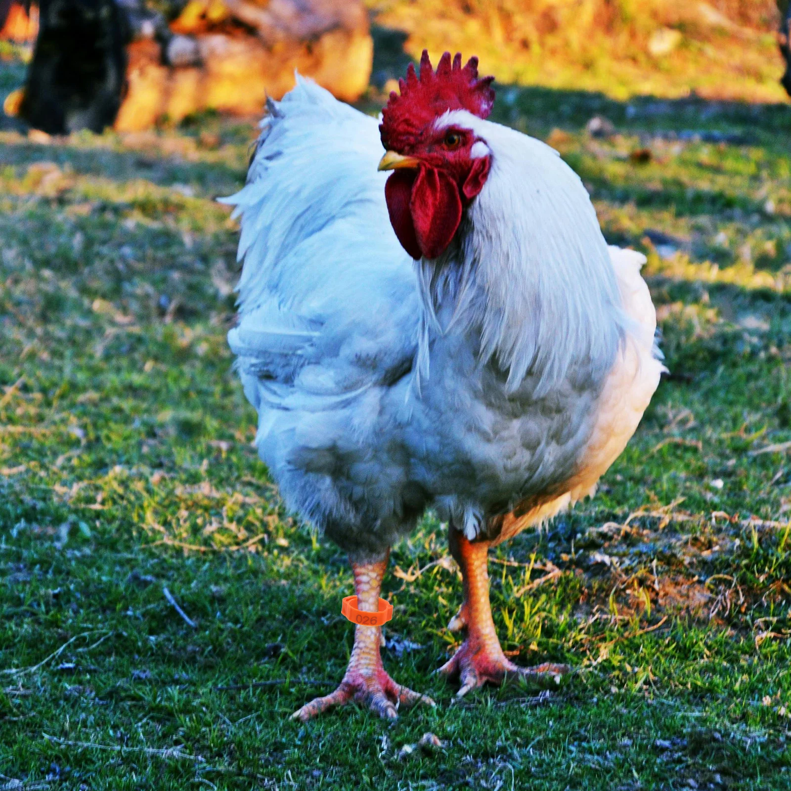 

100Pcs Chicken Number Foot Rings ABS Leg Bands Durable Poultry Marking Rings Secure Grip for Farming and Breeding