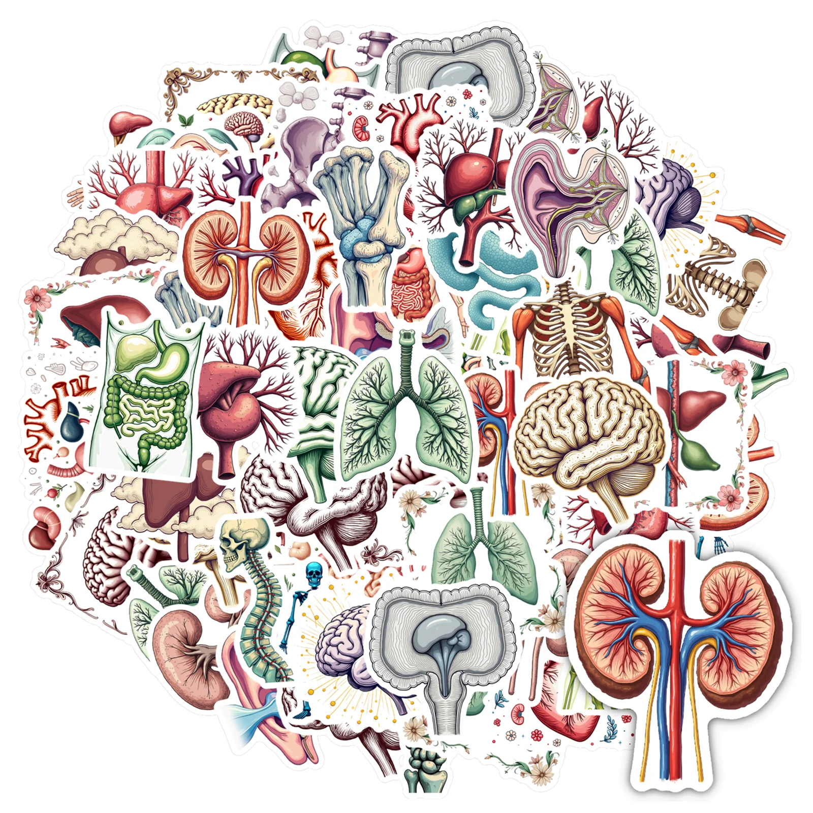 35pcs-150pcs Decals  Detailed Anatomy Sticker Human Organ Decal Biological Sticker for Instruments Stationery Notebooks