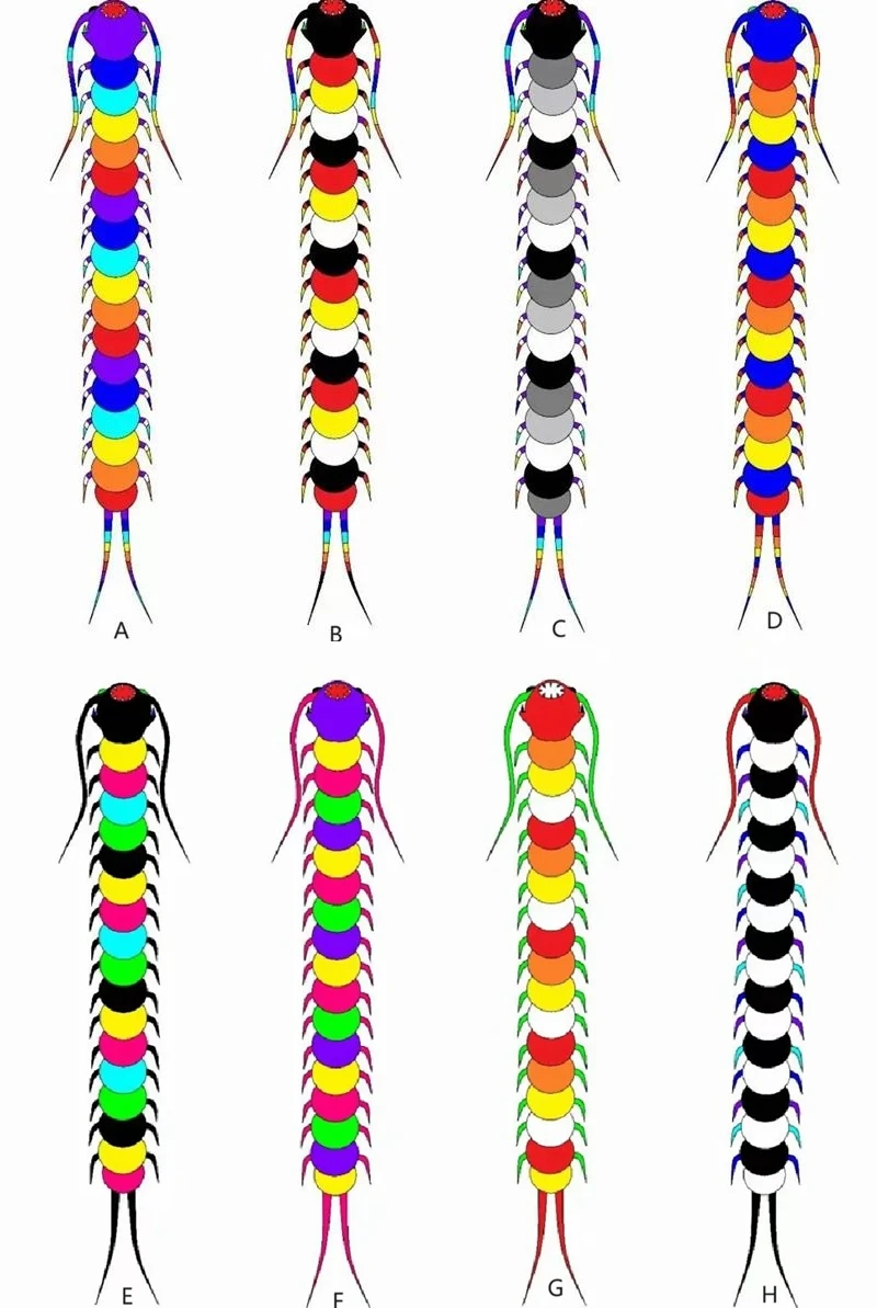 20m centipede kite flying large kites for adults kites soft kites nylon inflatable kites ultra large kite new kite fishing kite