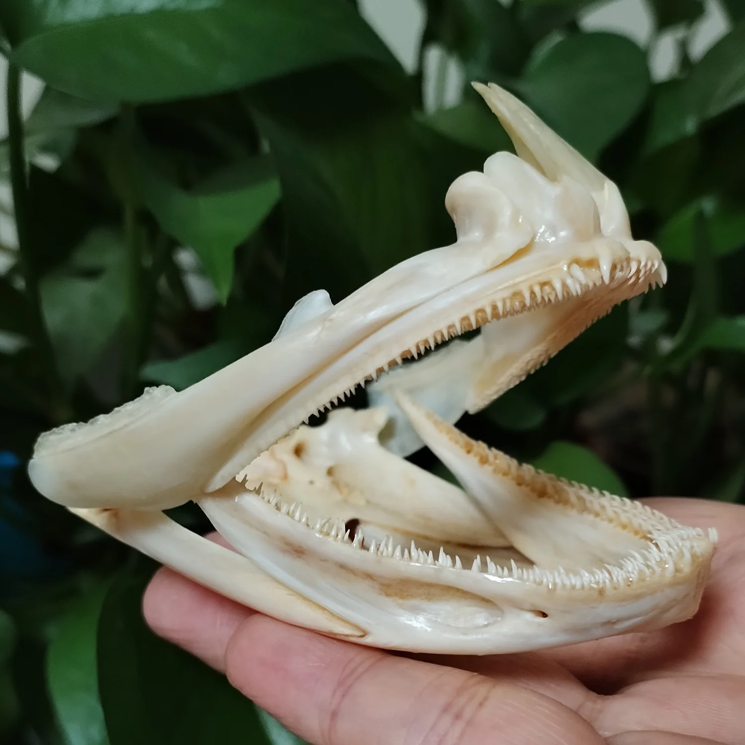 Authentic Groupers Fish Skull Real Epinephelus Specimen Skeleton Animal Bone Taxidermy Science Education Home Ornament Gifts - view 3