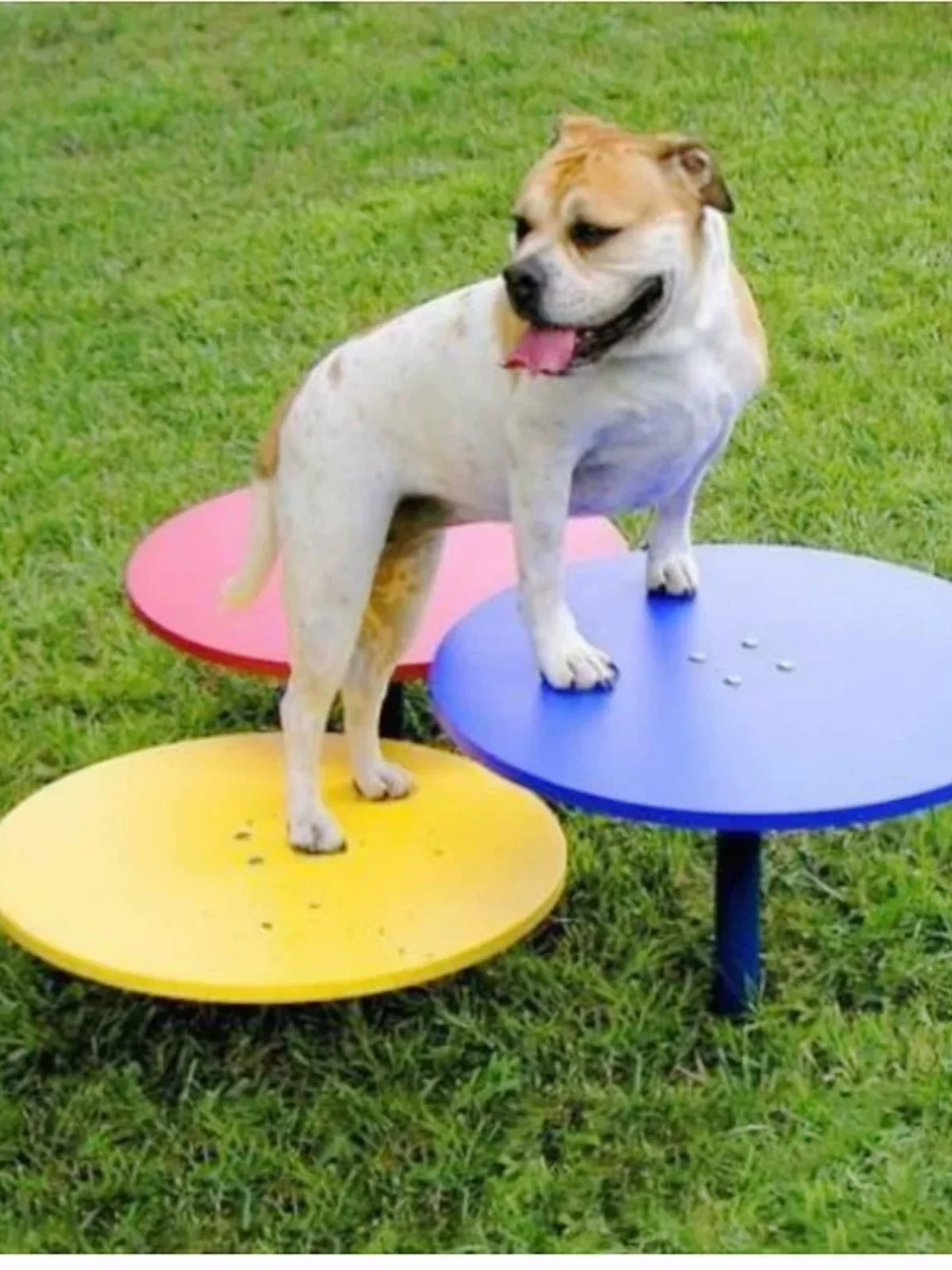 Pet dog outdoor development training hurdle jumping ring drilling bolt dog climbing toy agility training equipment