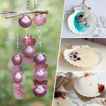 6 best sales Vỏ sò - №5