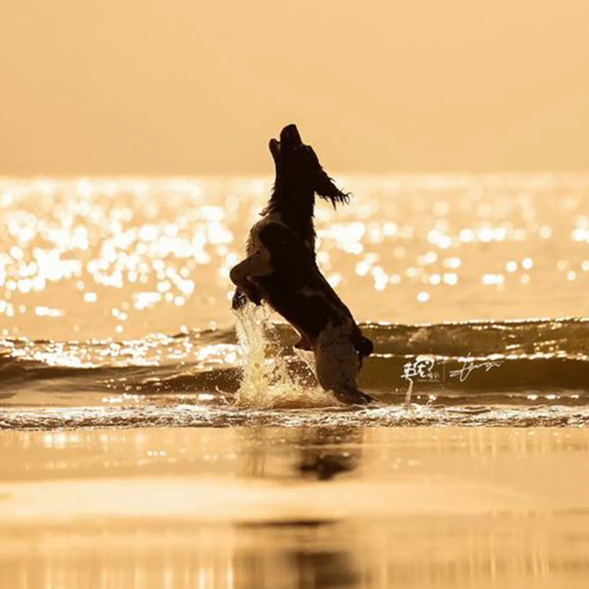 

Dog Training Collar with Remote, Electric-Shock Collar for Small Medium Large Dogs 8-120lbs Rechargeable Waterproof 1300ft Range