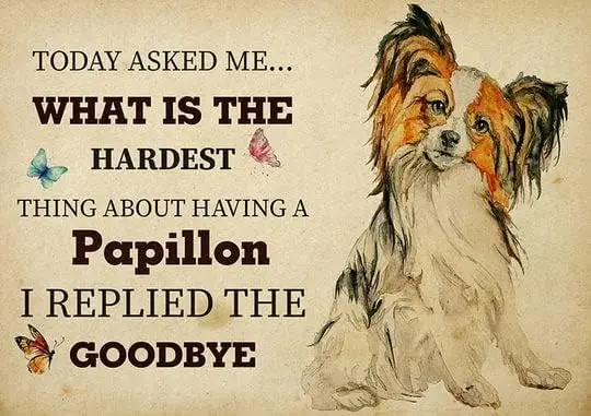 Aluminum Metal Signs Vintage The Hardest Thing About Having A Papillon Dog I Replied The Goodbye For Bars Club