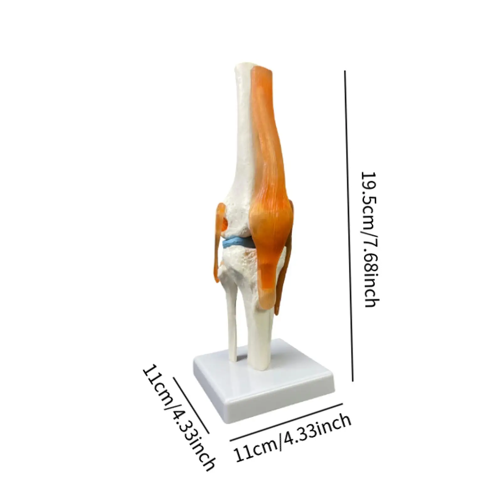 Human Knee Joint Model Intuitive Displays Movement 1:1 Scientific Life Size