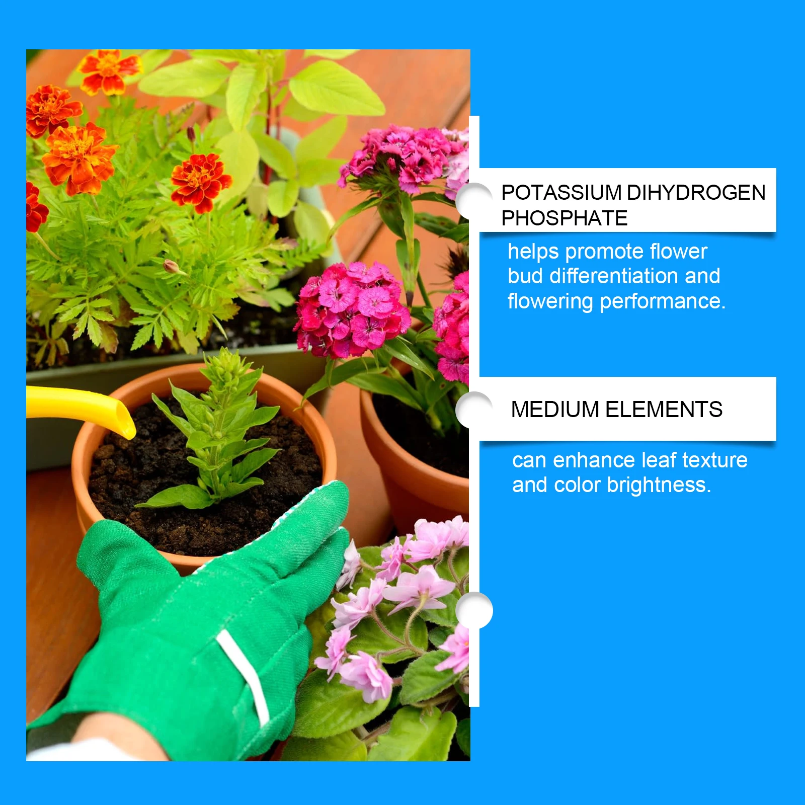 Solución nutritiva de flores, - Nutrition & Fitness Class reseña y precio
