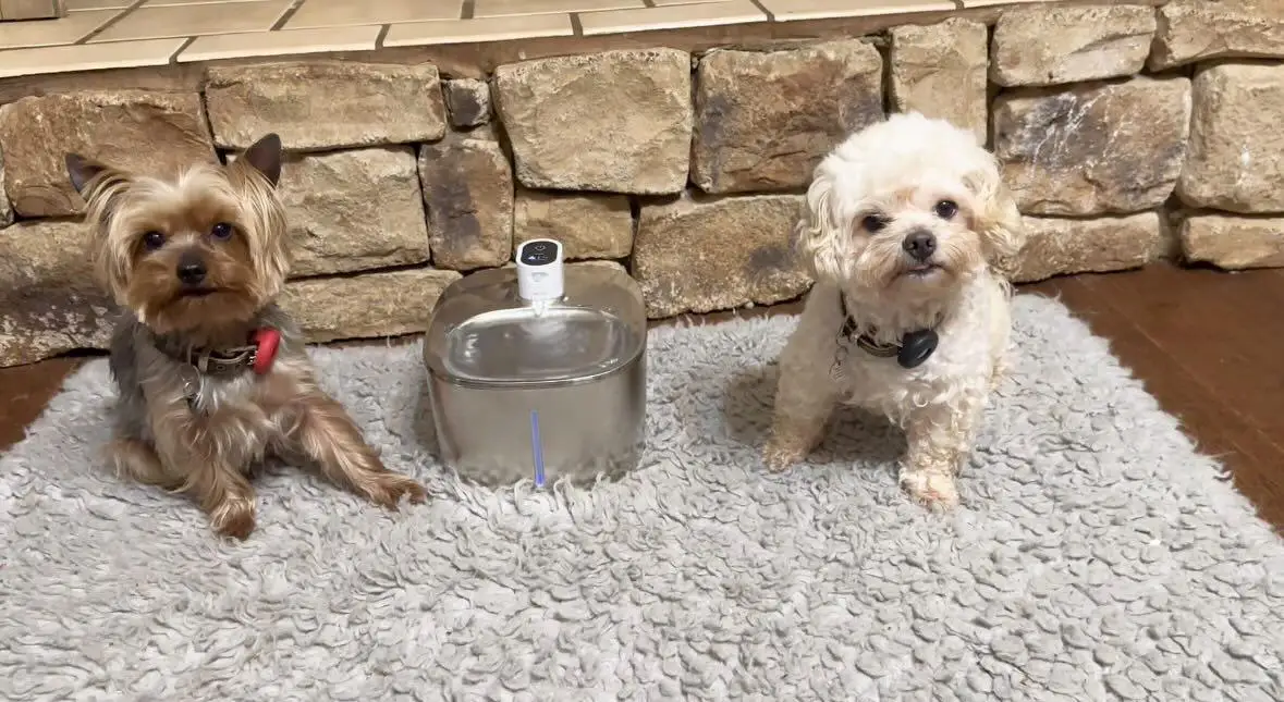APETDOLA 4L Wireless Cat Water Fountain Auto Sensor Drinking Fountain For Cats Dog Drinker Pet Water Dispenser Accessories