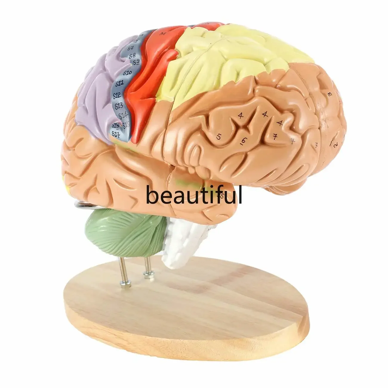 4 parts Human Brain 2 Times Life Size Anatomy  Model Neuroscience Teaching with Labels Model for Learning Science Classroom