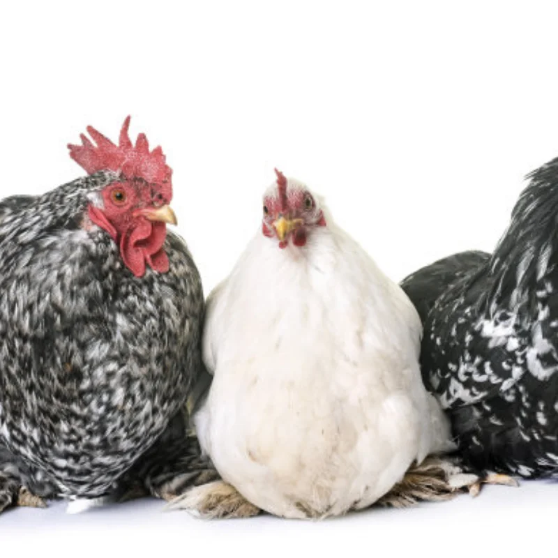 

4Pcs Set High Grip Hot Melt Tyres 25°30°35°40°45° Wheel 65*25mm for 1/10 Scale RC Racing Cars Upgrade Parts