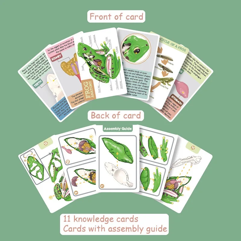 Assembled Frog Model, 4D Disassemblable Anatomical Frog Educational Biological Teaching Model.Educational toys.