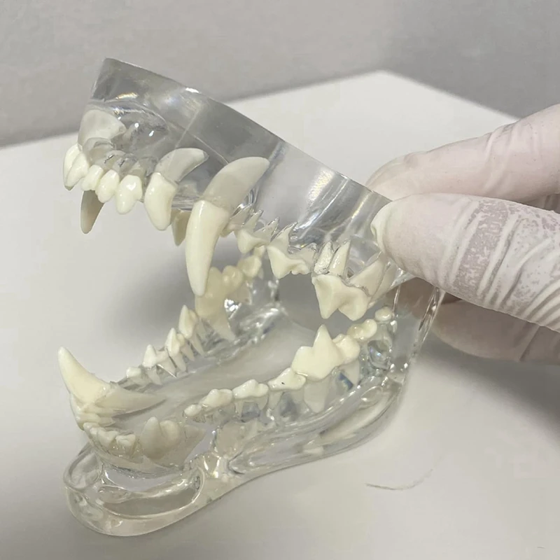 Transparent Canine Teeth Anatomical Model  Animals Oral Tooth Jaw For Veterinary Educational Tool