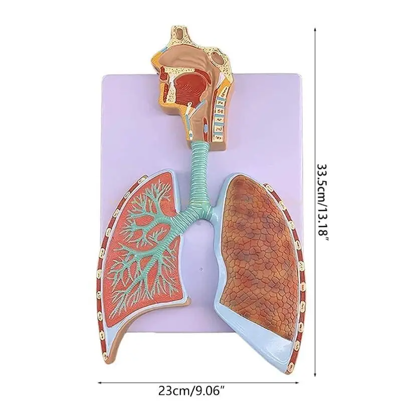 Human Respiratory System Model Shows Respiratory Tract Alveoli Nasal Cavity