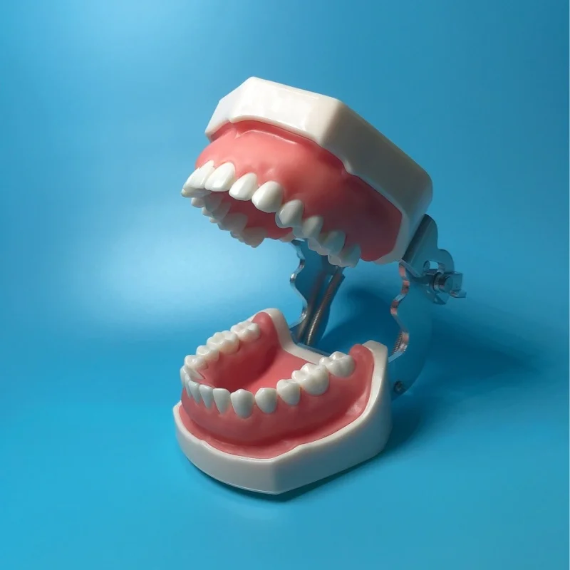 28 teeth Dental material resin oral appliance implantation in vitro granular preparation model pulp model exercise