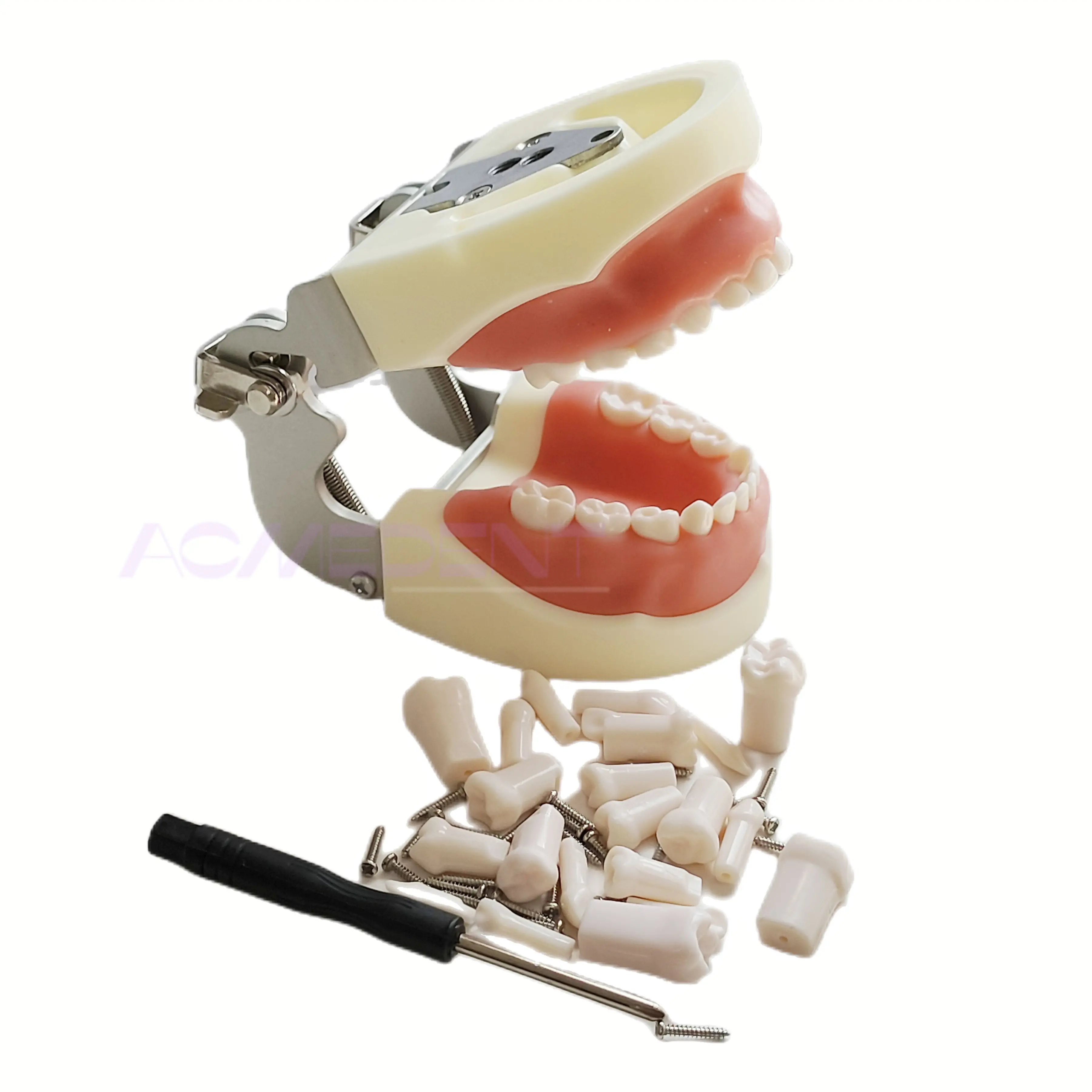 

Dental Child Model with 24pcs Removable Teeth Resin Teeth Model Practice Teaching Gum Teeth Jaw Model Dentist Demonstration Tool