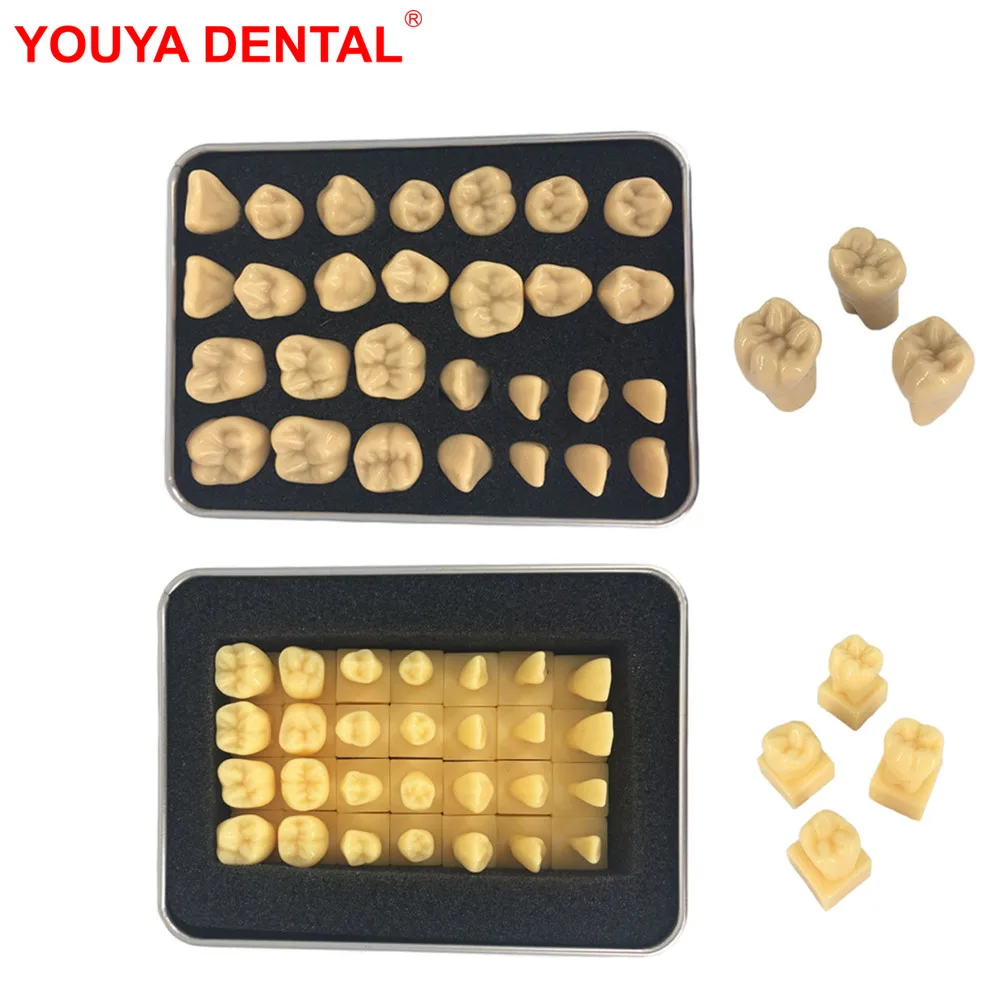 

28pcs Dental Model Teeth Teaching Model Dentistry Tooth Structure Practice Dentist Carving Comparison Pit Fissure Caries Models