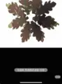 camouflage
