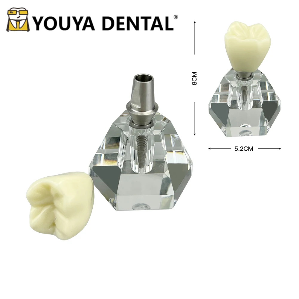 

Removable 4 Times Implant Model Single Tooth Crown Base Teaching Models For Implant Study Dental Clinics Demonstration Tools