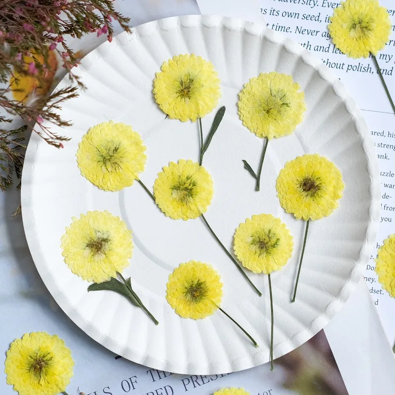 12pcs/6-9cm,Nature Helichrysum Pressed Dried Flowers DIY Candle Resin Aromatherapy Embedding Plant Photo Frame Craft Materials