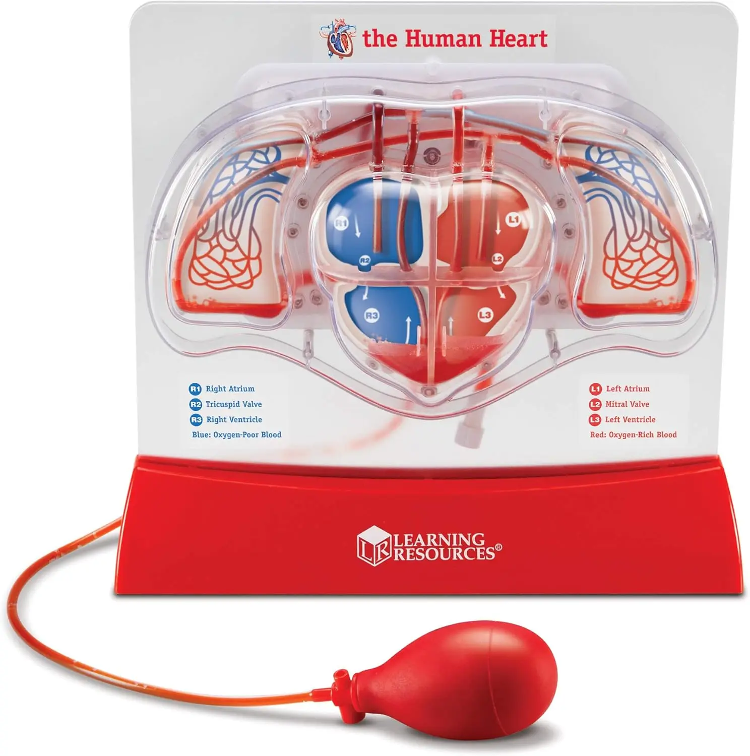 

Pumping Heart Model for STEM Education, Anatomy Study Tool with Artery & Vein Details, Classroom Supplies