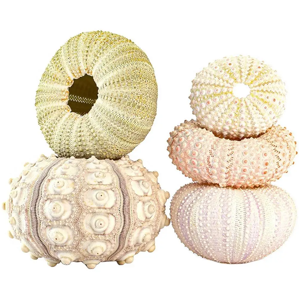 

Conch Plant Decoration Exquisite Texture Cute Shape Cute Conch Plant Decoration Nautical DIY Crafts Vivid for Home