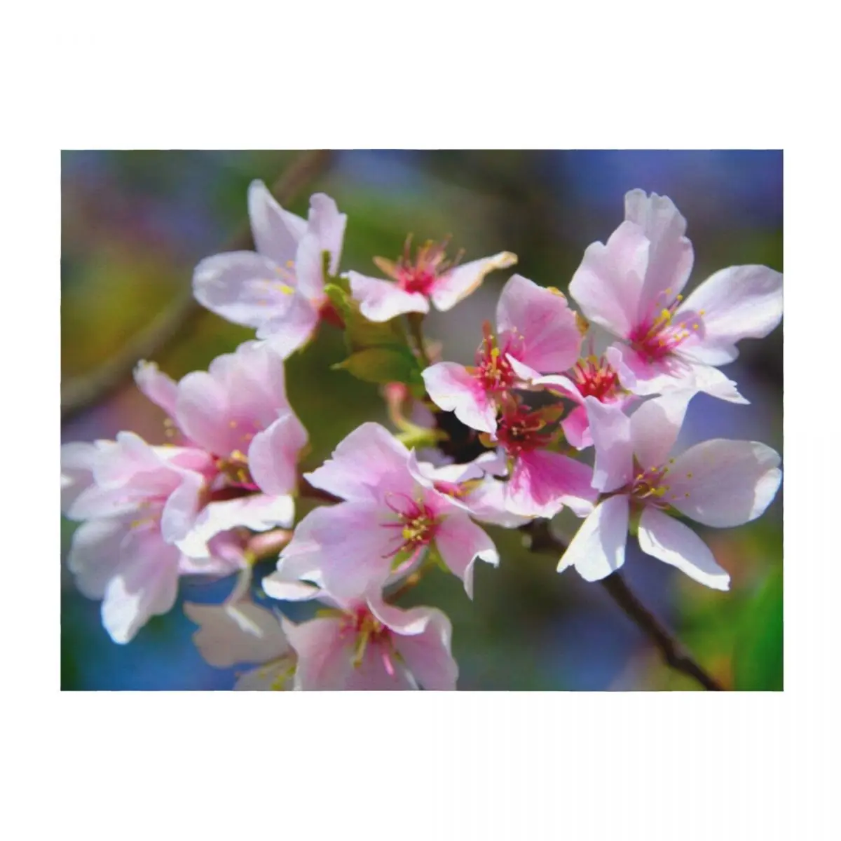 

Sakura Close-Up Throw Blanket Vintage Retros Luxury Designer Blankets Sofas Of Decoration Blankets