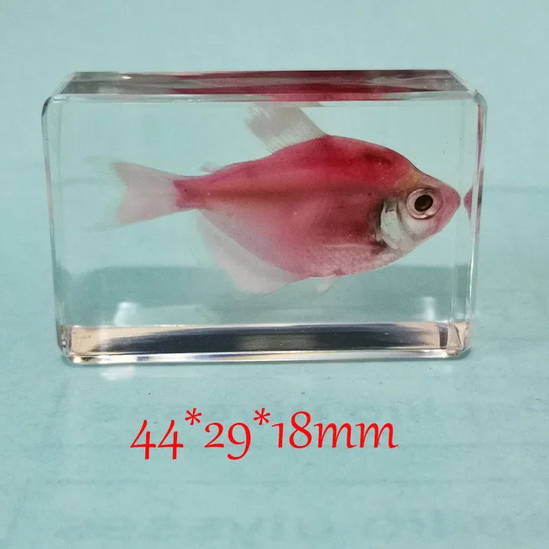 Delicate Small Fish Specimens Built In Highly Translucent Epoxy Resin Suitable for Home Decoration Birthday Holiday Gifts 44mm