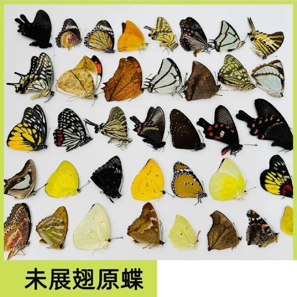 La mariposa original no despliega sus alas, el jardín de infantes artesanal bricolaje no se despliega con defectos leves