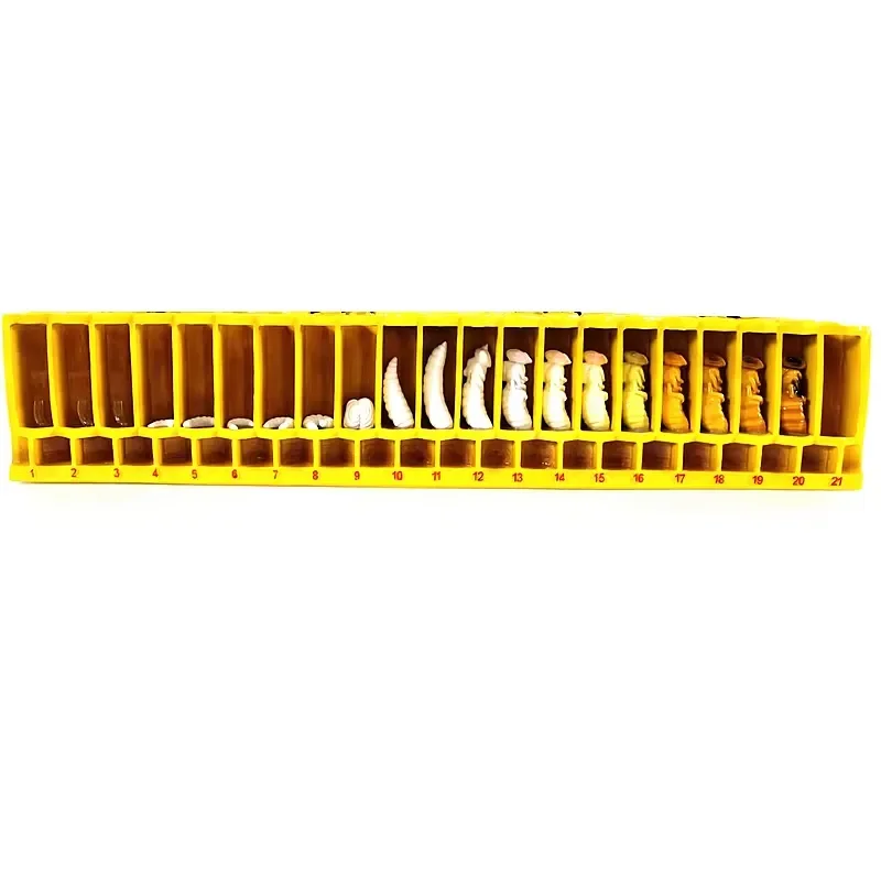 Large GFRP Bee Life Cycle Model, Glass‑Fiber‑Reinforced Plastic Beekeeping Education Teaching Mold