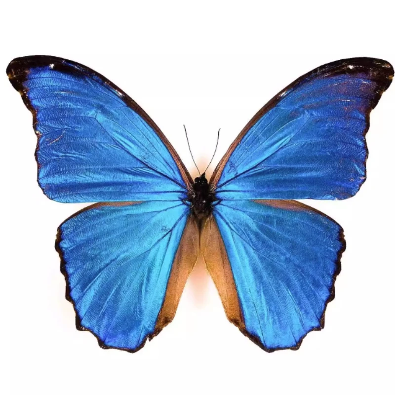 All\'ingrosso Morpho didius campioni di farfalle reali A1 campioni di animali alati a farfalla originali regalo di san valentino decorazioni per la