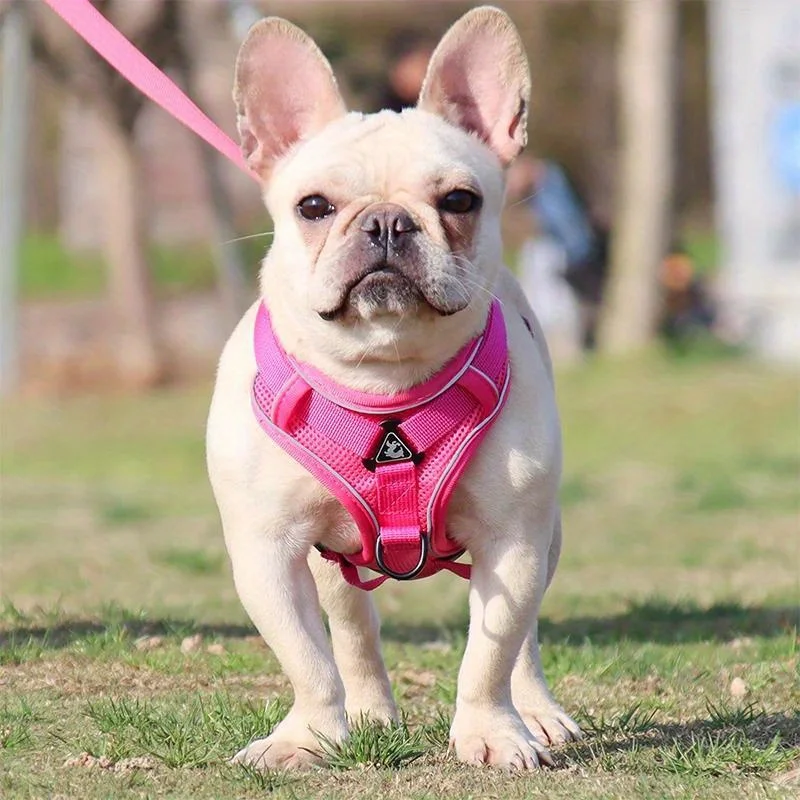 Zugsicheres Hundegeschirr und Leinen-Set, Verstellbares Haustiergeschirr für Kleine Hunde und Katzen, Reflektierendes Hundebrustgeschirr zum Spazierengehen – Detail 10