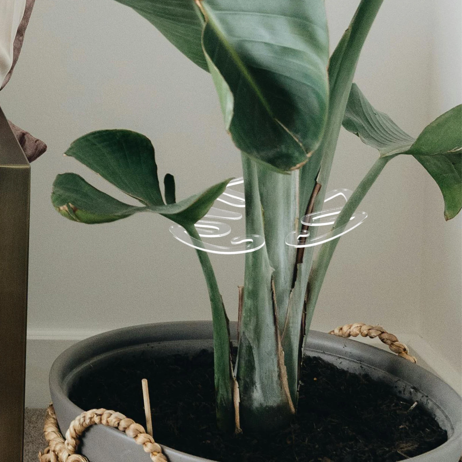

Flower Stem Stand Monstera Grapple Plant Plants Holder Stems Fixed Holders Acrylic Flowerpot for Accessory