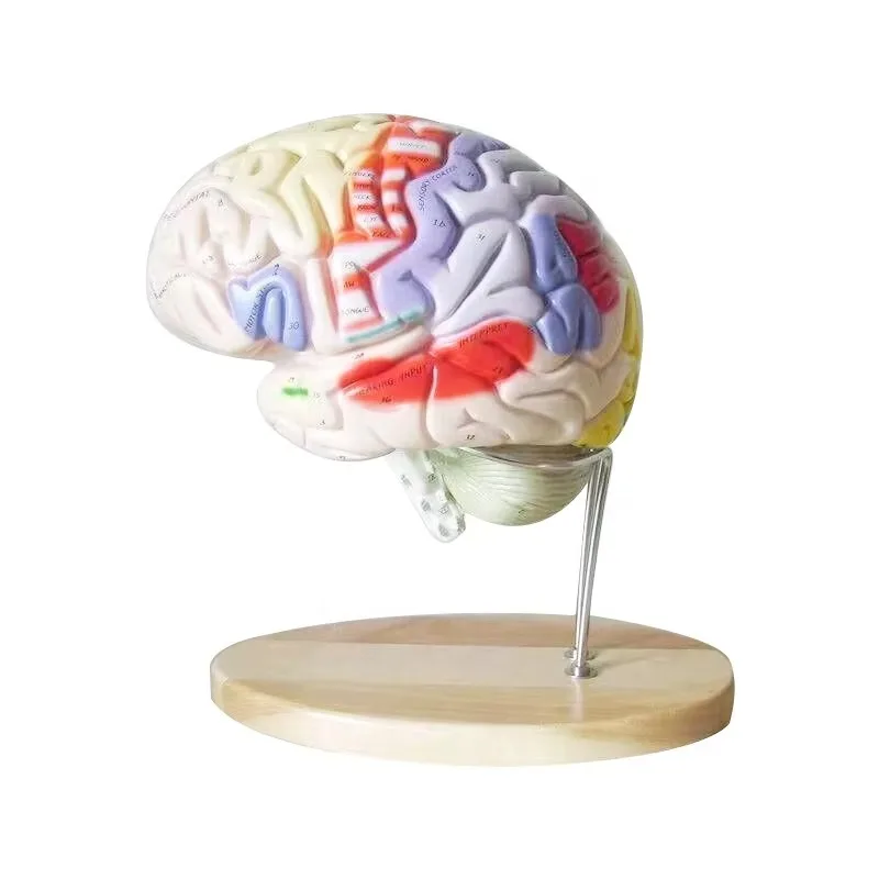 

Manufacturer supplies 2 parts 4 parts 9 parts Medical teaching Anatomy model Human brain model