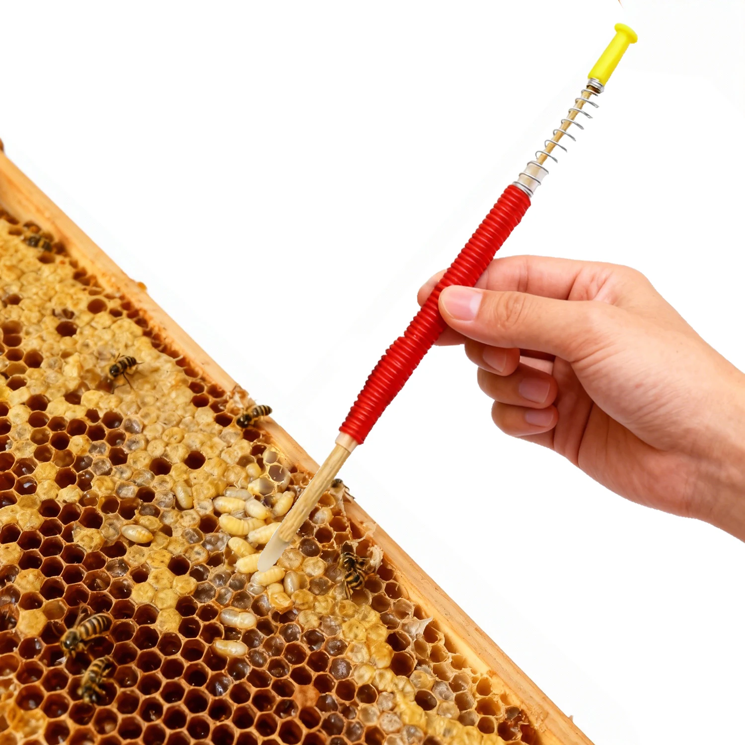 20Pcs Queen Bee Larvae Transfer Needle Spring Retractable Grafting Tool Apiculture  Beekeeping Queen Bee Beekeeper Equipment