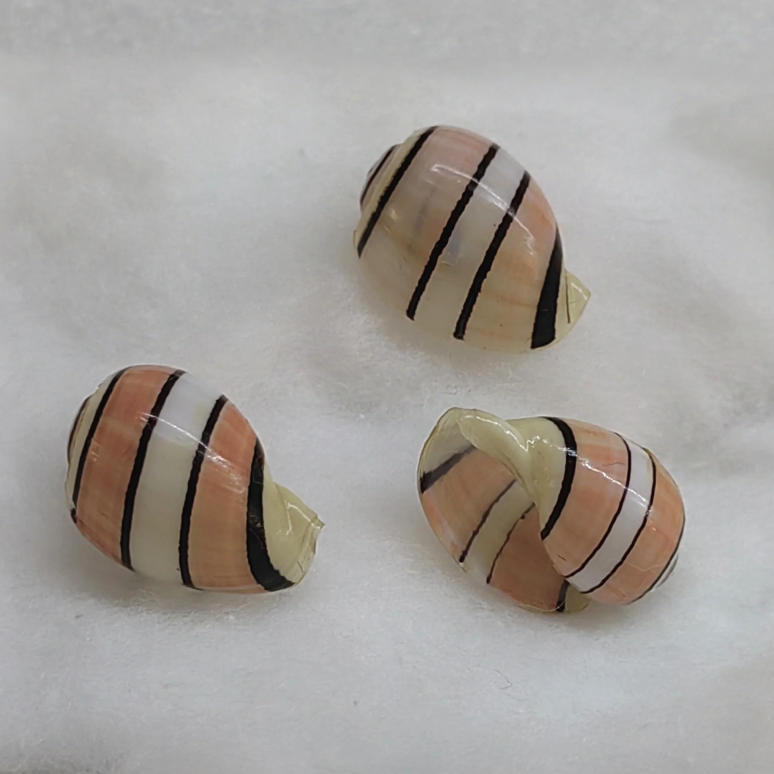 2 шт. розово-красная улитка Asperitas Conch Seahell образец редкая таинственная улитка аксессуар для аквариума замена ракушки-отшельника