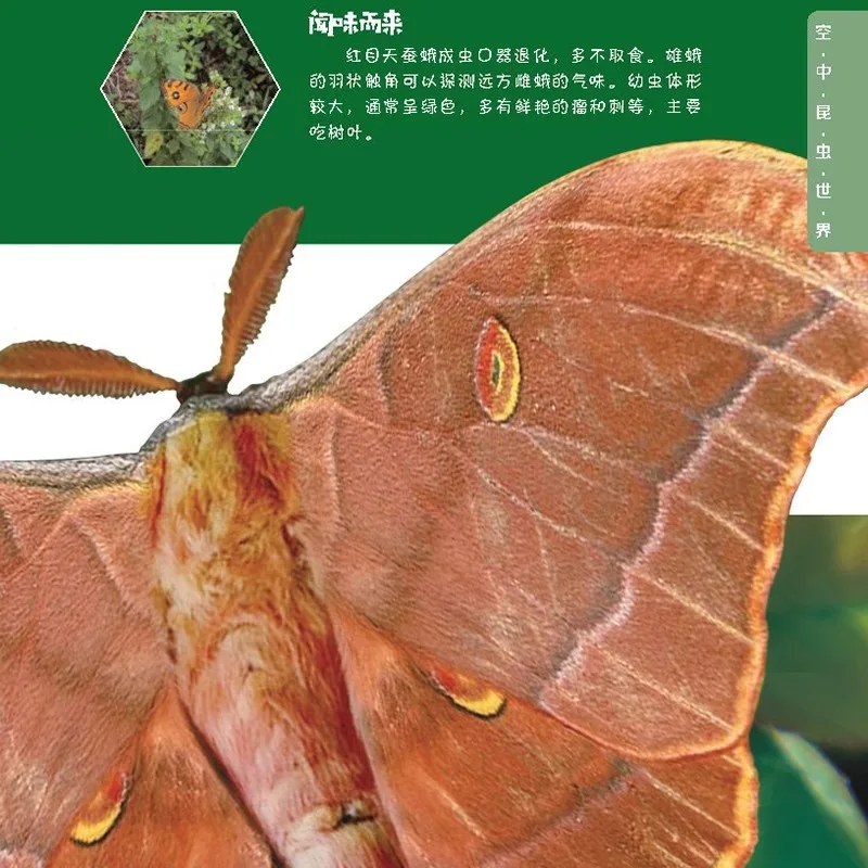 The Mystery of The Insect World, Insect Encyclopedia Knowledge Books, Basic Overview of Insects Description