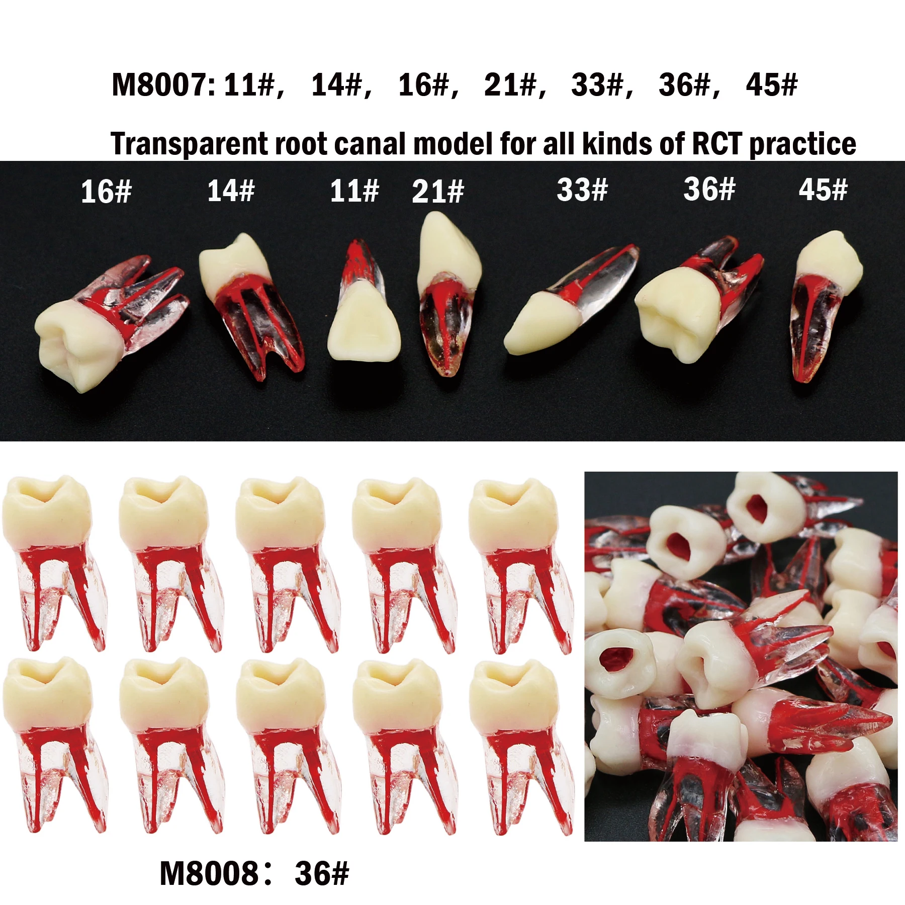 Dental Endo Root Canal Teeth Study RCT Practice Model Kilgore Nissin Type For Cavity Preparation Filling Practice Teaching