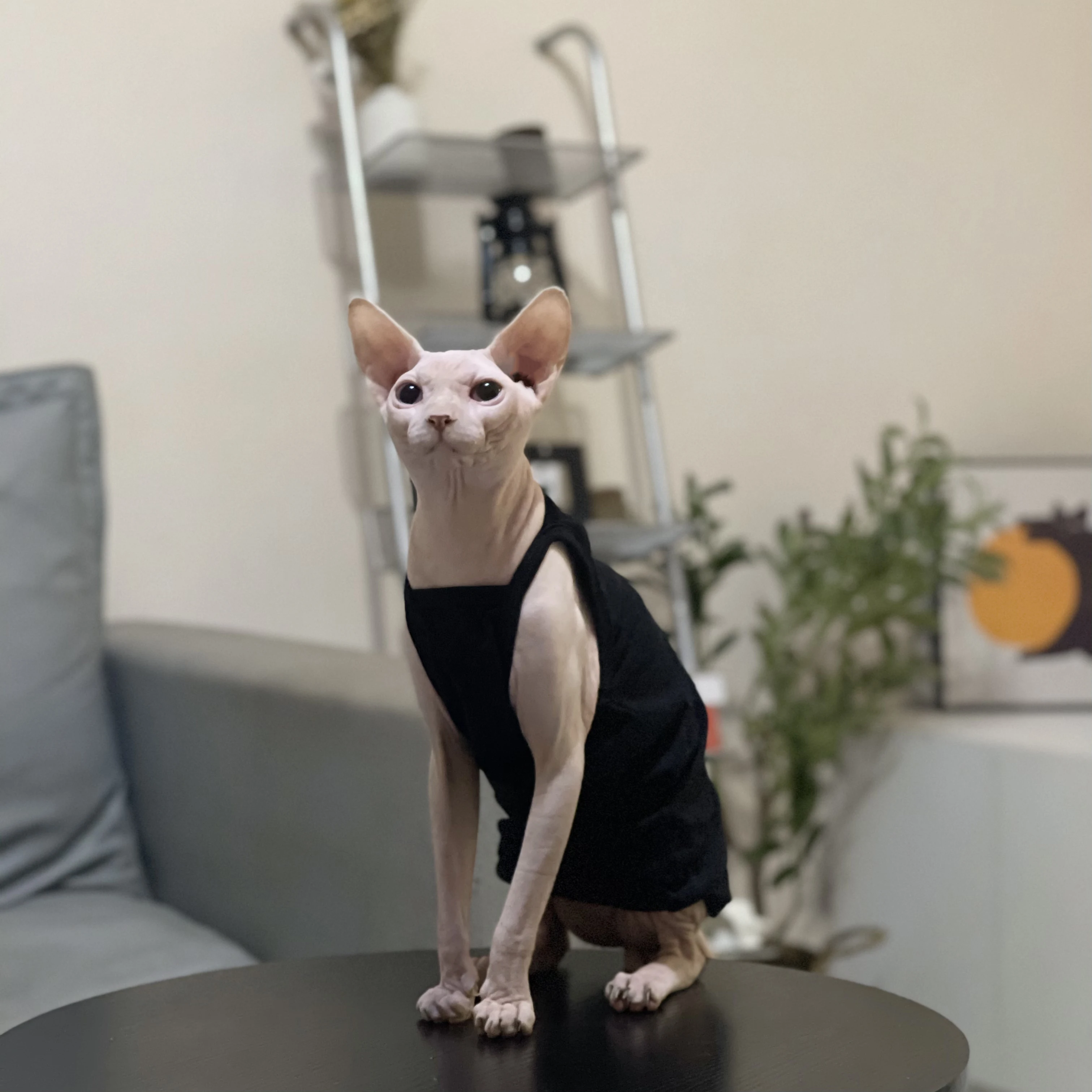 Multicolor Sphynx Pet Cat Clothes Cotton Kittens Outfits For Sphinx Breathable Cats Camisole Soft Devon Rex Clothing Kitten Vest