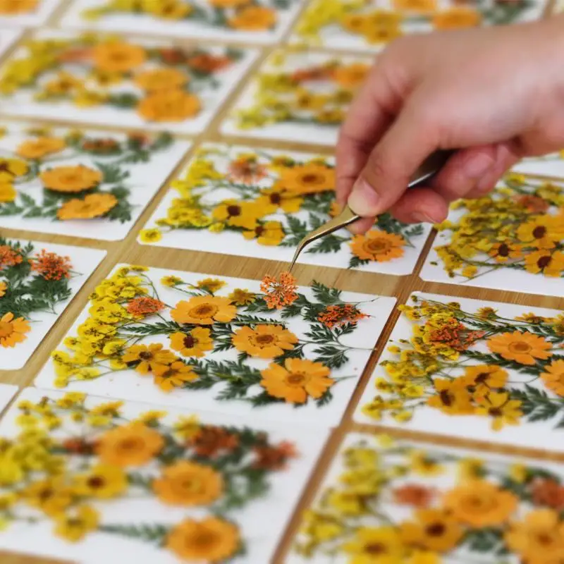 Dried Flowers Real Natural Plant Pressed Flower For Filling DIY Nail Art Handicrafts Jewelry Making Craft